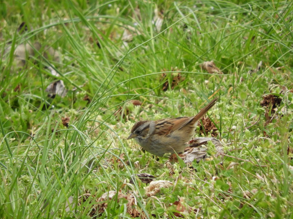 Swamp Sparrow - Laura Markley