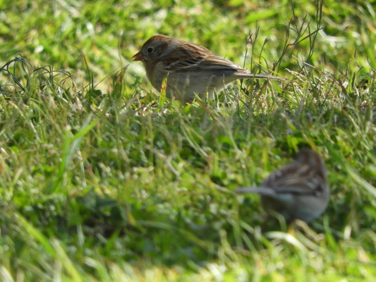 Field Sparrow - Laura Markley