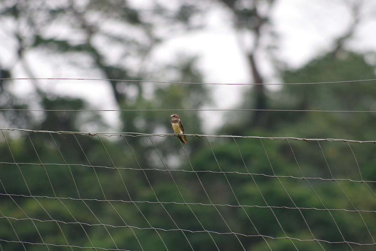 Banded Martin - ML431353251