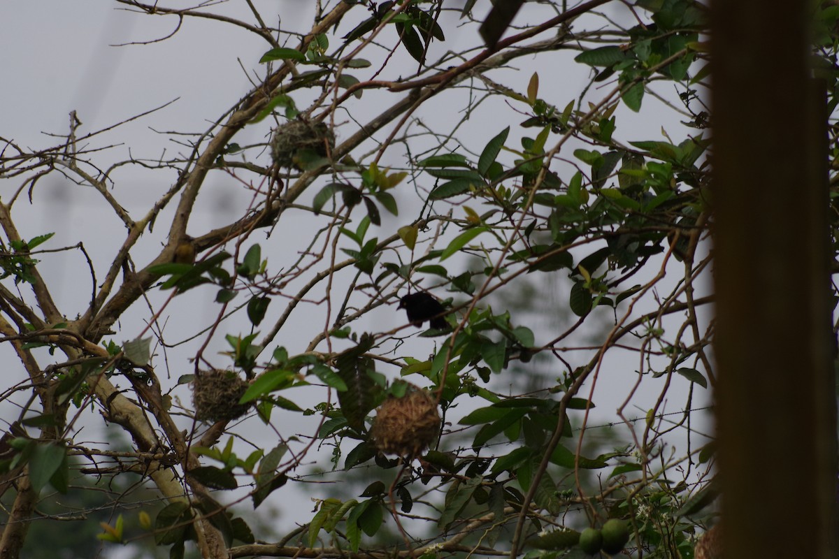 Vieillot's Black Weaver - ML431353491