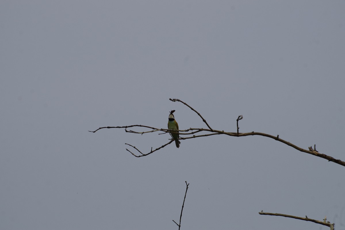 White-throated Bee-eater - ML431353541