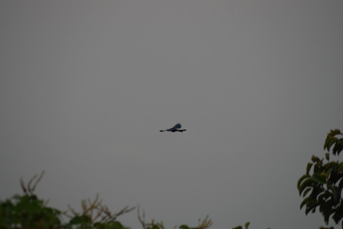 Turaco Gigante - ML431353771