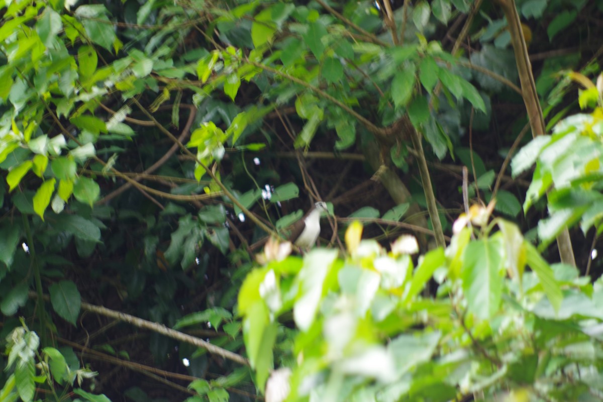 hrdlička bubínková - ML431354251