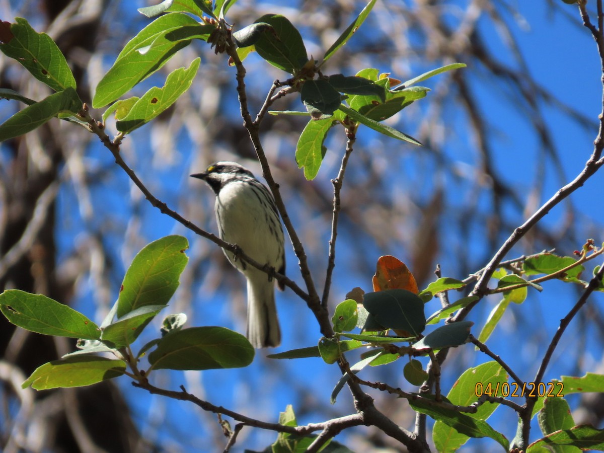 Black-throated Gray Warbler - ML431355411