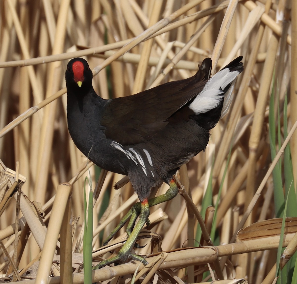 סופית - ML431355551