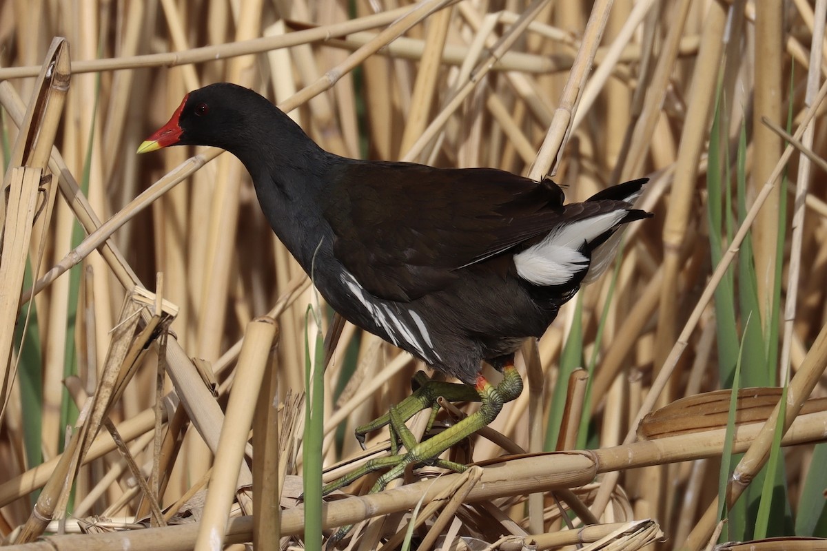 סופית - ML431355591