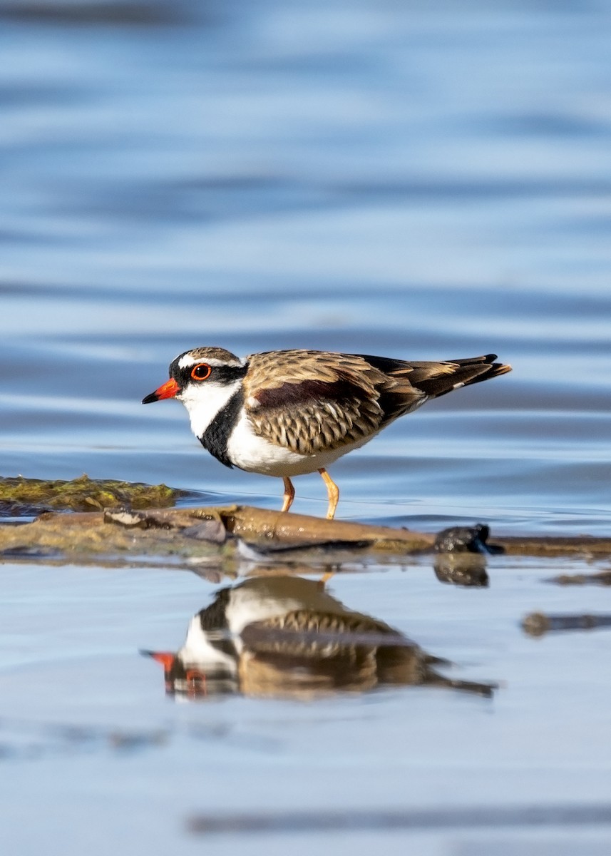 Black-fronted Dotterel - Geoffrey Groom