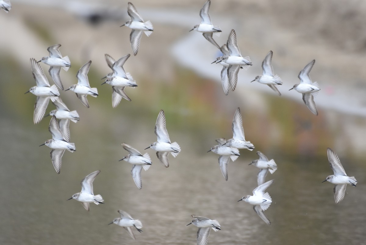 Western Sandpiper - ML431357871