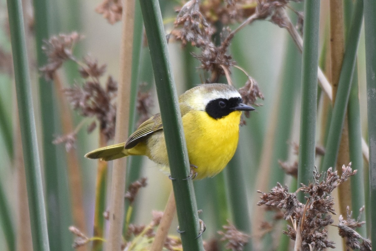 Common Yellowthroat - ML431357941
