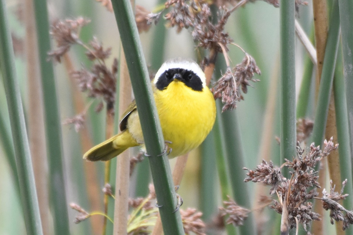 Common Yellowthroat - ML431357951