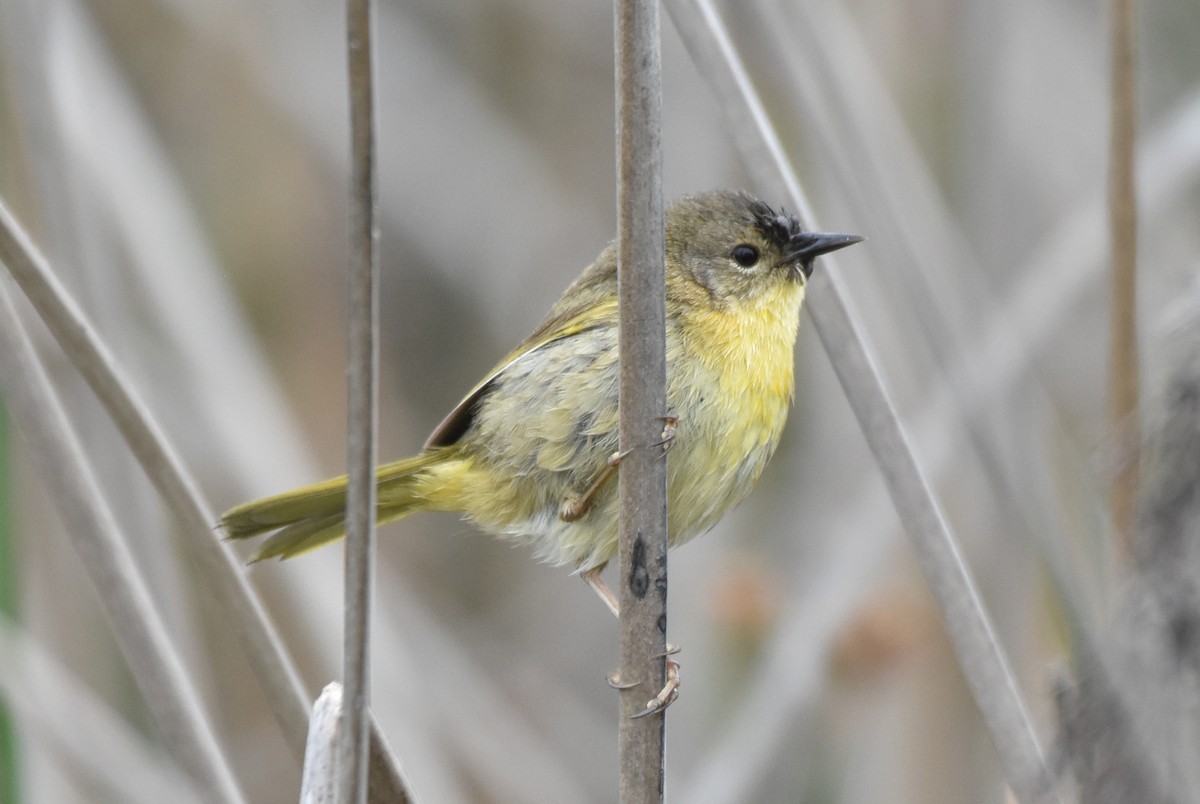 Common Yellowthroat - ML431357961