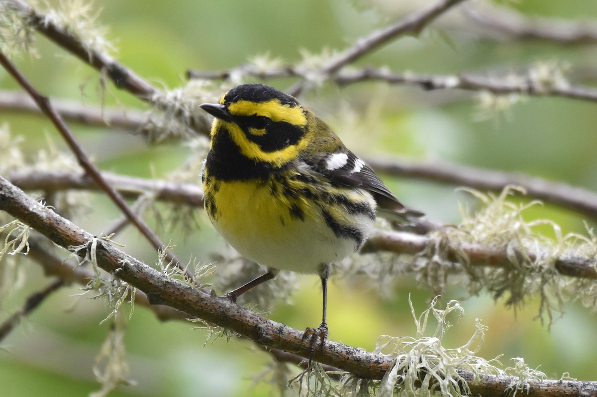 Townsend's Warbler - ML431358081
