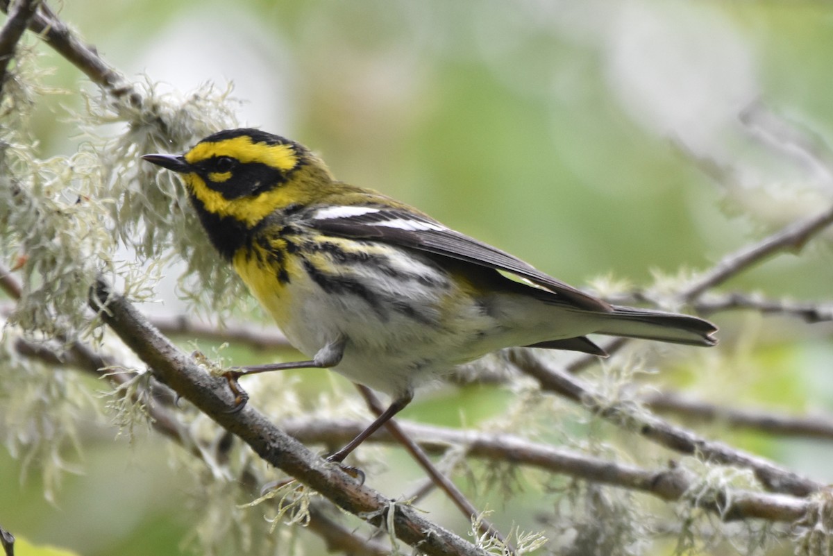Townsend's Warbler - ML431358101