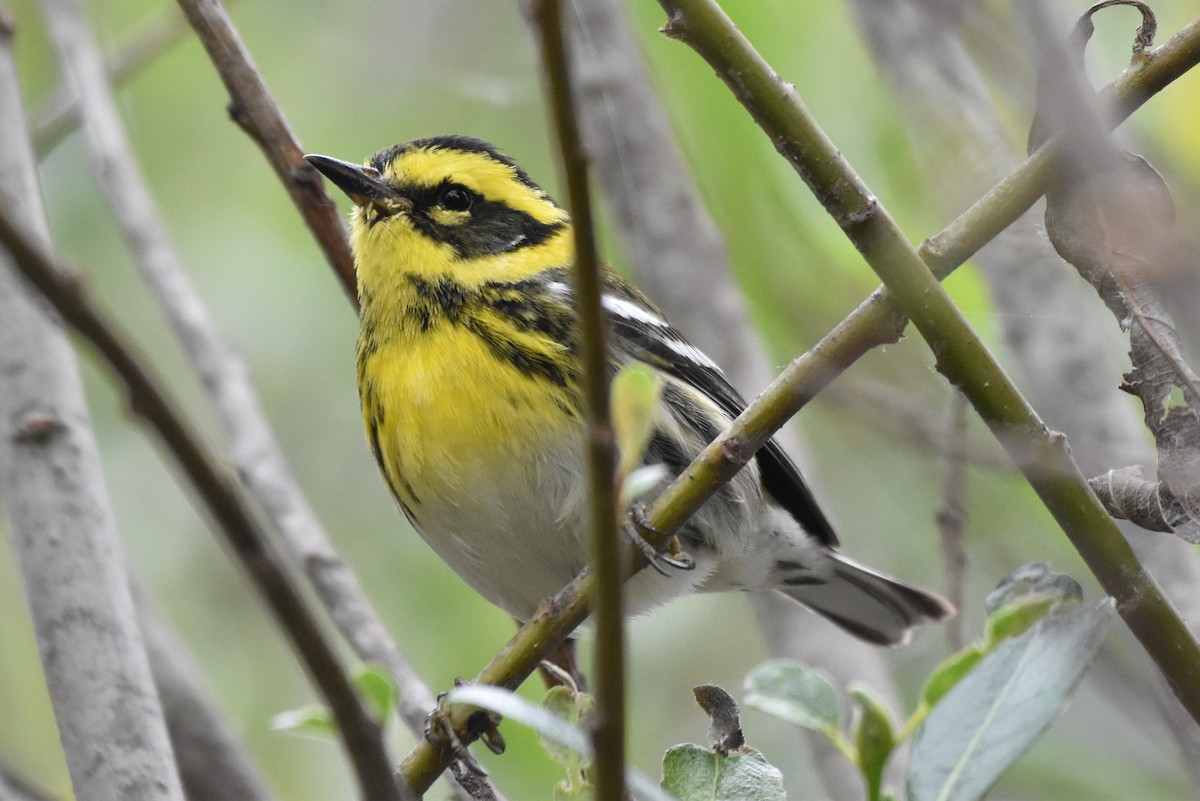 Townsend's Warbler - ML431358171