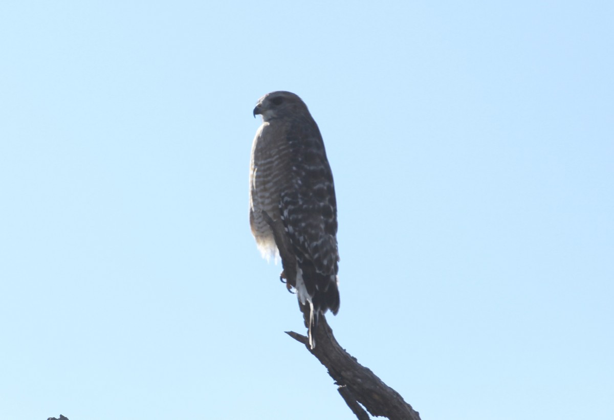 Red-shouldered Hawk - ML43136041