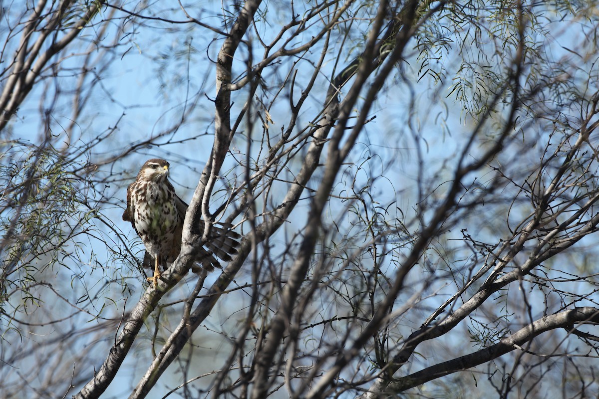 Gray Hawk - ML43136401