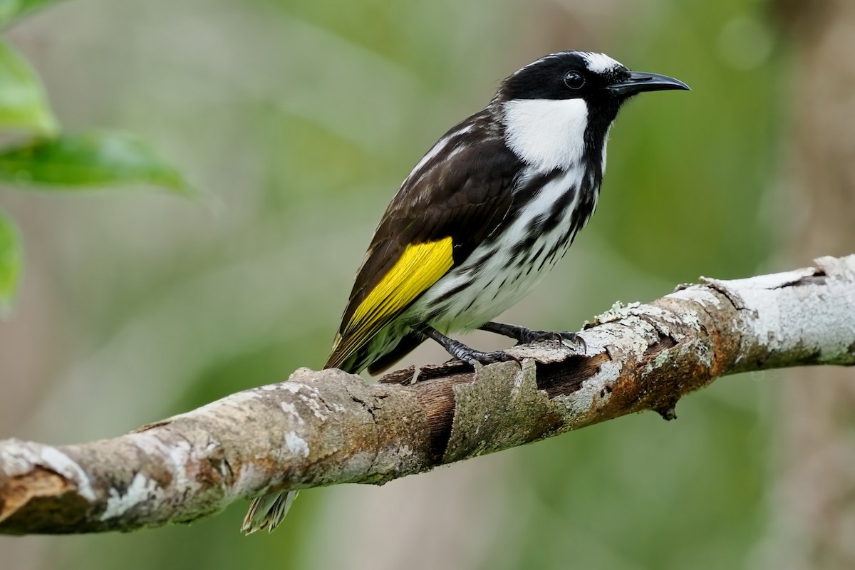 White-cheeked Honeyeater - Keith & Lindsay Fisher