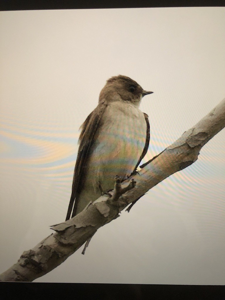 Northern Rough-winged Swallow - ML431367211