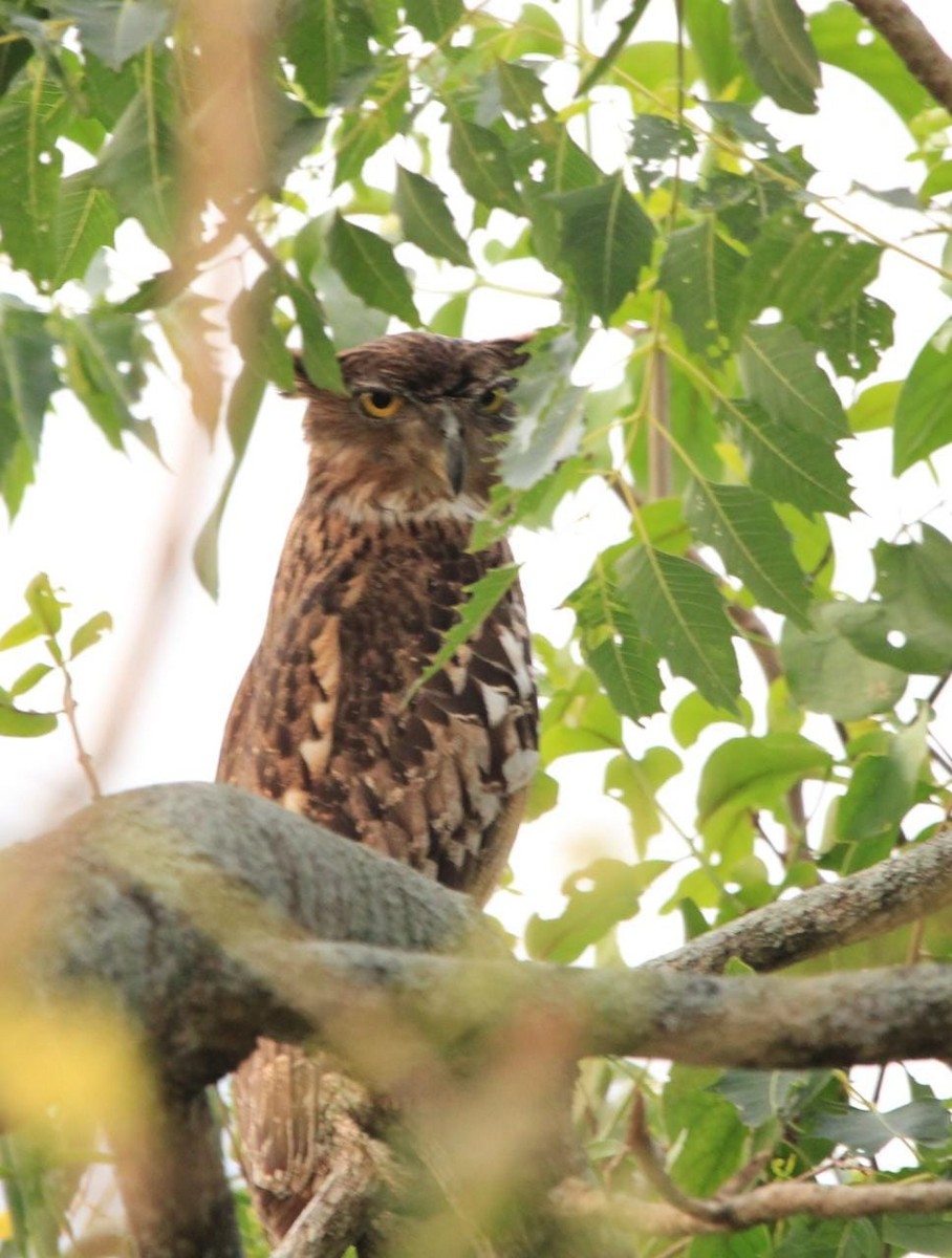 Brown Fish-Owl - Coimbatore Nature Society