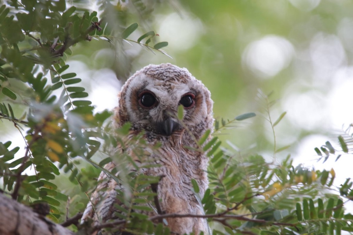 Mottled Wood-Owl - Coimbatore Nature Society