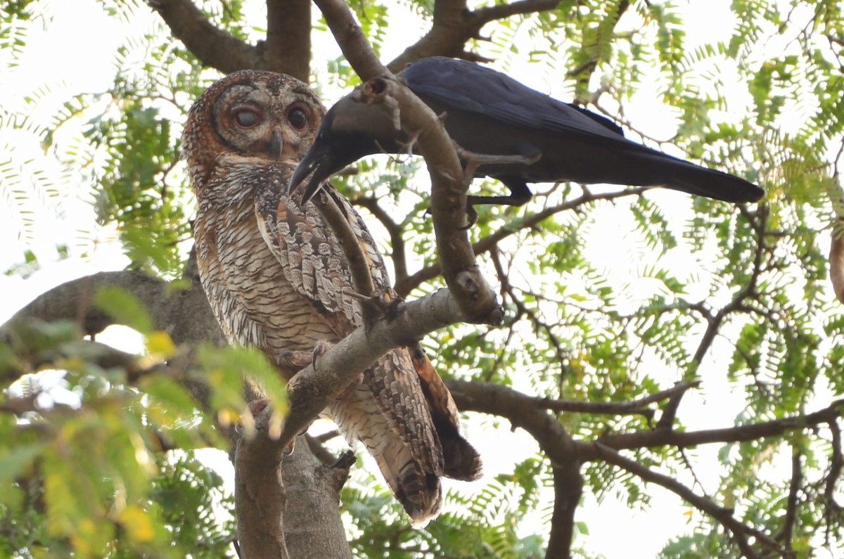 Mottled Wood-Owl - Coimbatore Nature Society