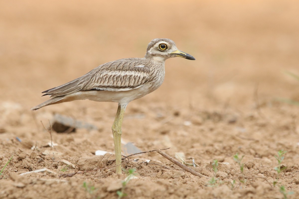 bengaltriel - ML431369041