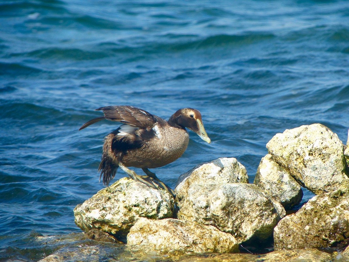 Common Eider - ML43137151