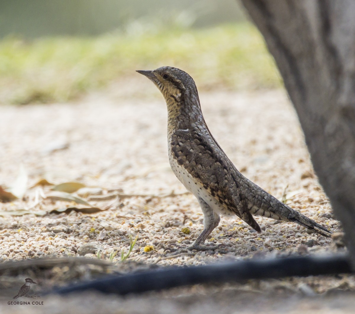 Eurasian Wryneck - ML431372341