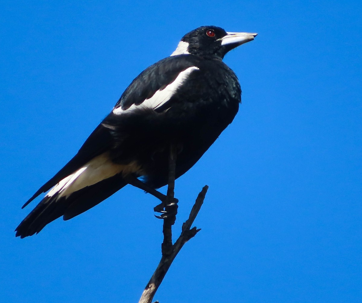 Australian Magpie - ML431372731