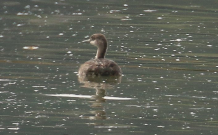 New Zealand Grebe - Geoff de Lisle