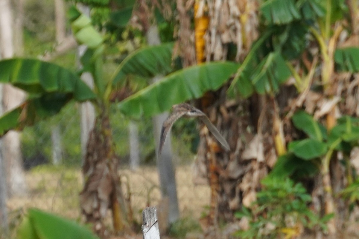 Upland Sandpiper - ML431372931