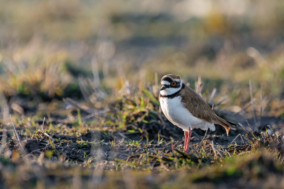 Little Ringed Plover - ML431374311