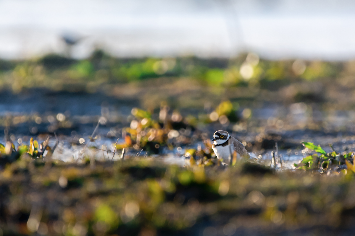 Little Ringed Plover - ML431374321