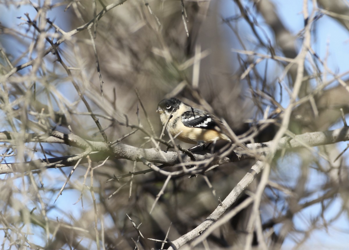 Morelet's Seedeater - ML43137441