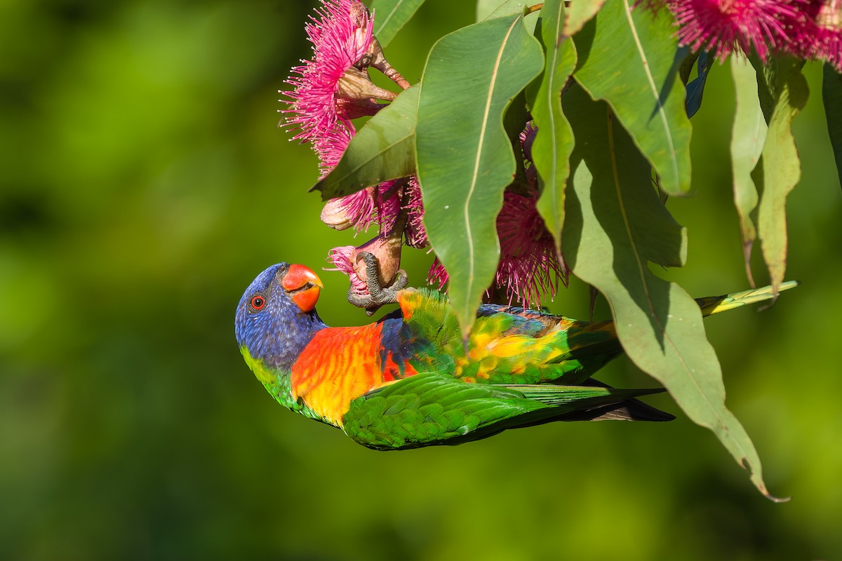 Rainbow Lorikeet - David Southall