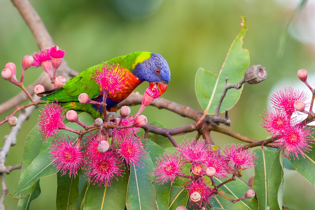Rainbow Lorikeet - David Southall