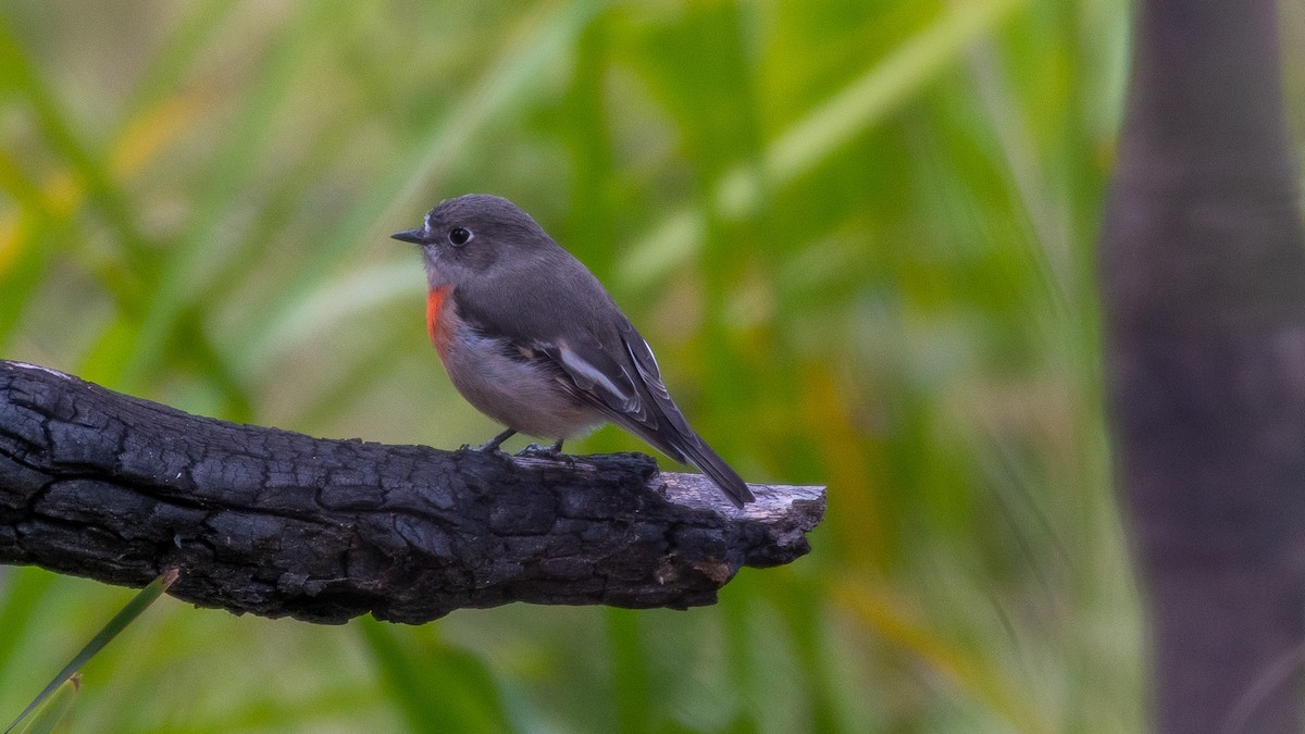 Scarlet Robin - ML431374841