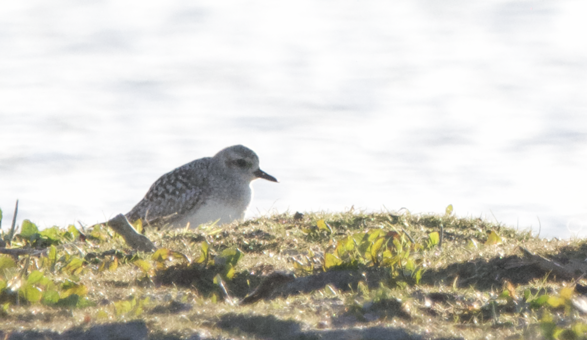 Black-bellied Plover - Connor Proudfoot