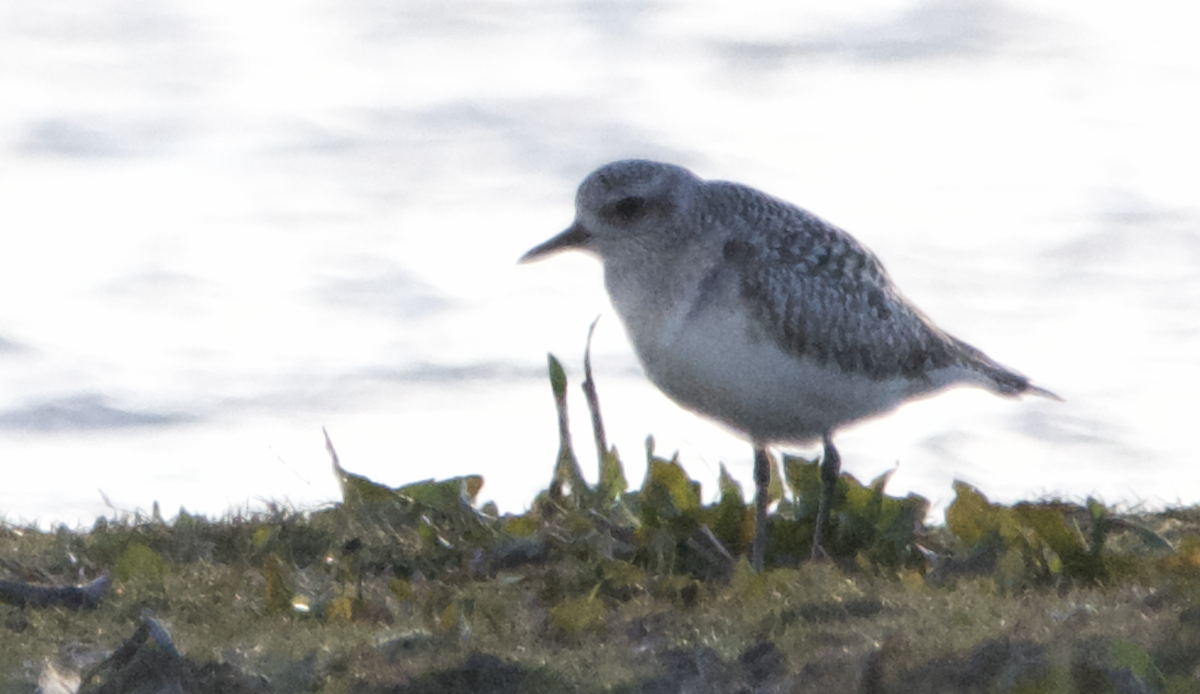 Black-bellied Plover - ML431374971