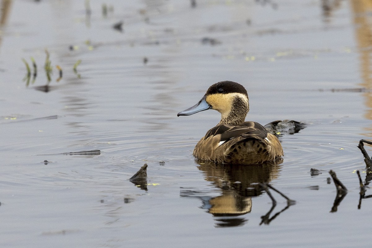 Blue-billed Teal - Niall D Perrins