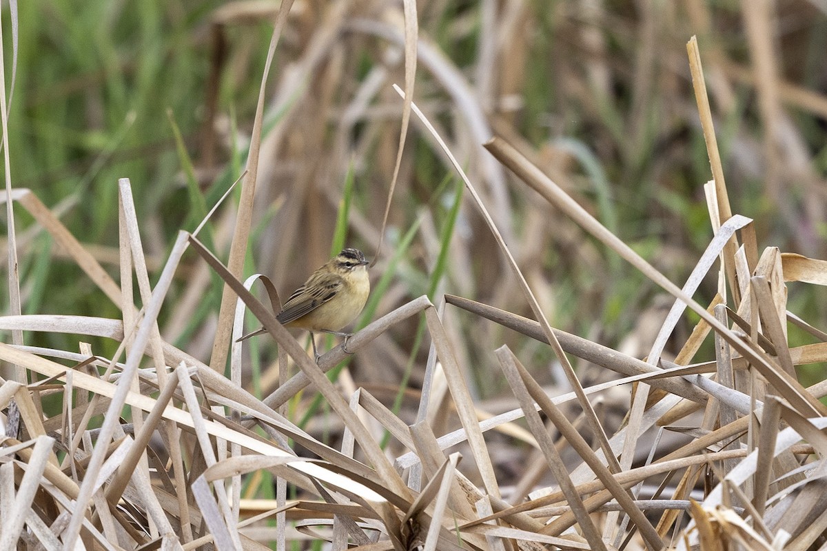 Sedge Warbler - ML431377941