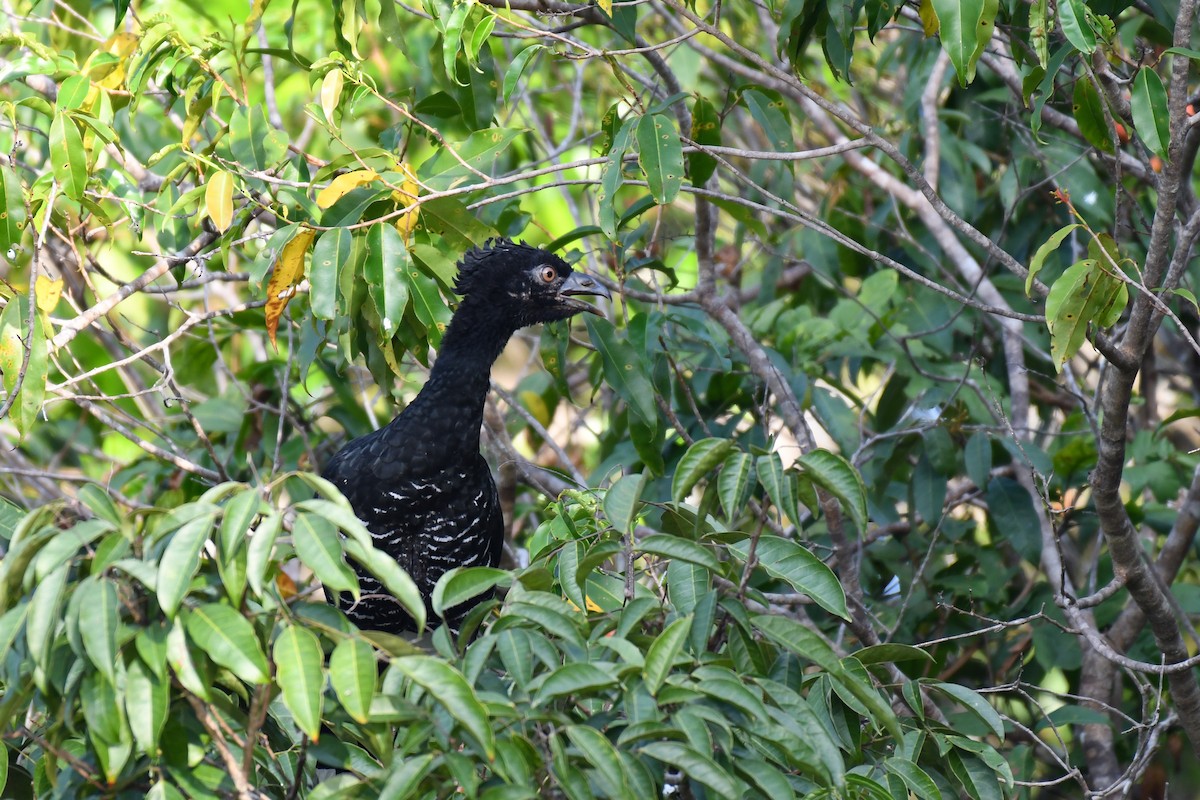 Yellow-knobbed Curassow - ML431378091