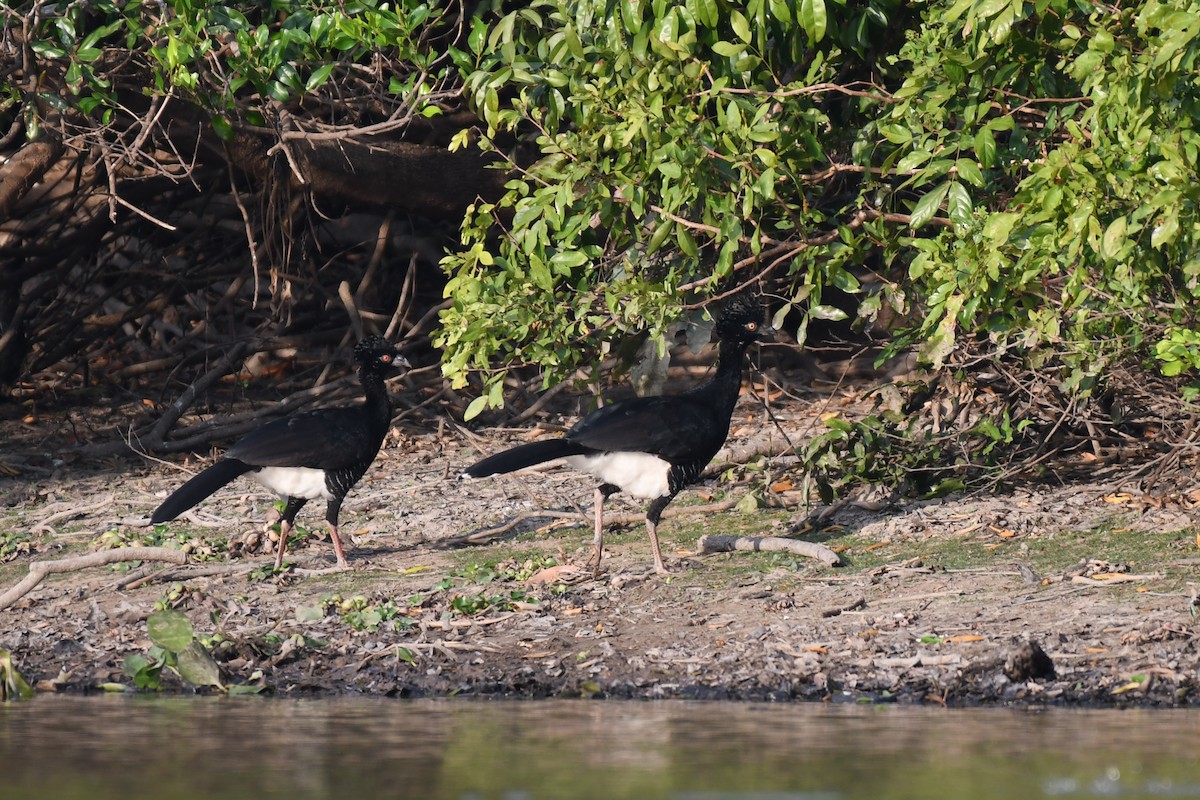 Yellow-knobbed Curassow - ML431378101