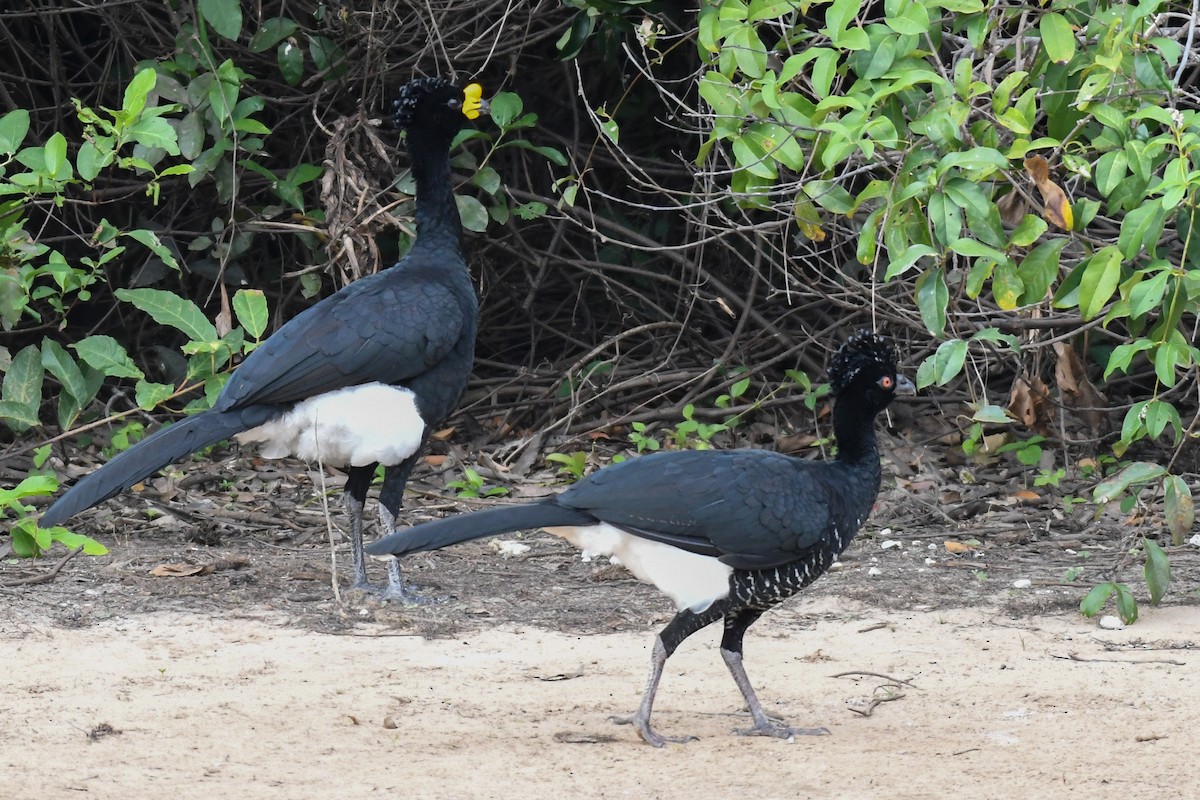 Yellow-knobbed Curassow - Carlos V. Sucre