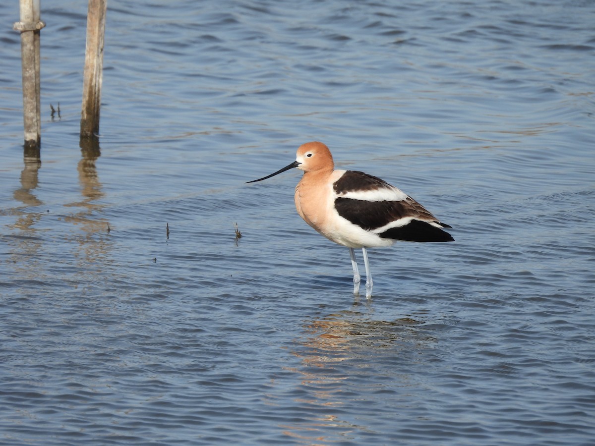 American Avocet - ML431379881