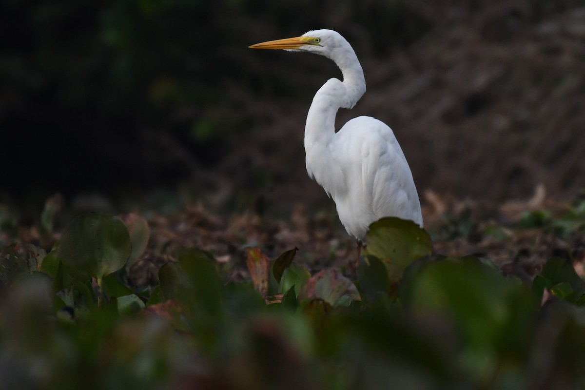 Great Egret - ML431380121