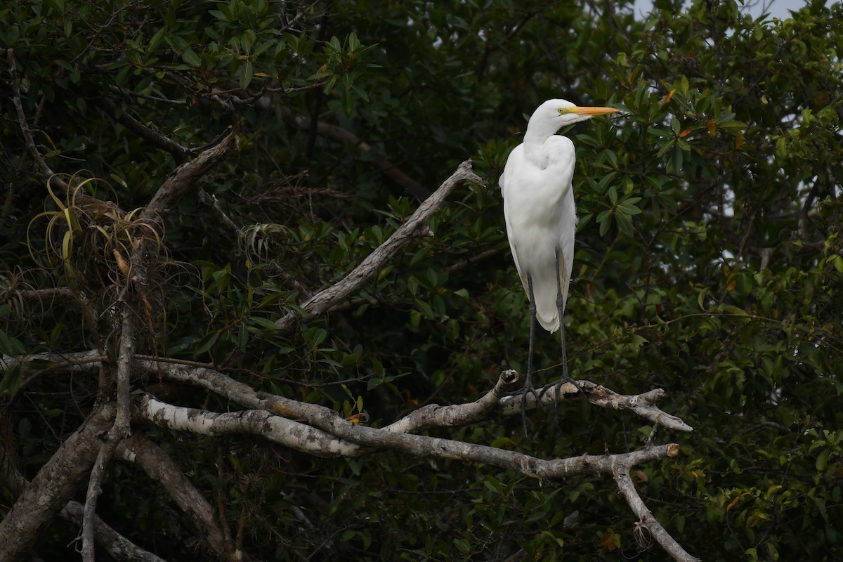 Great Egret - ML431380331