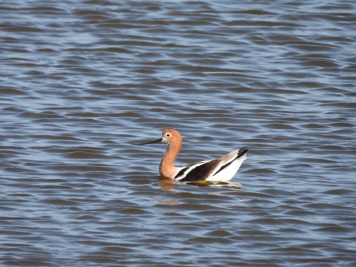 American Avocet - ML431380481