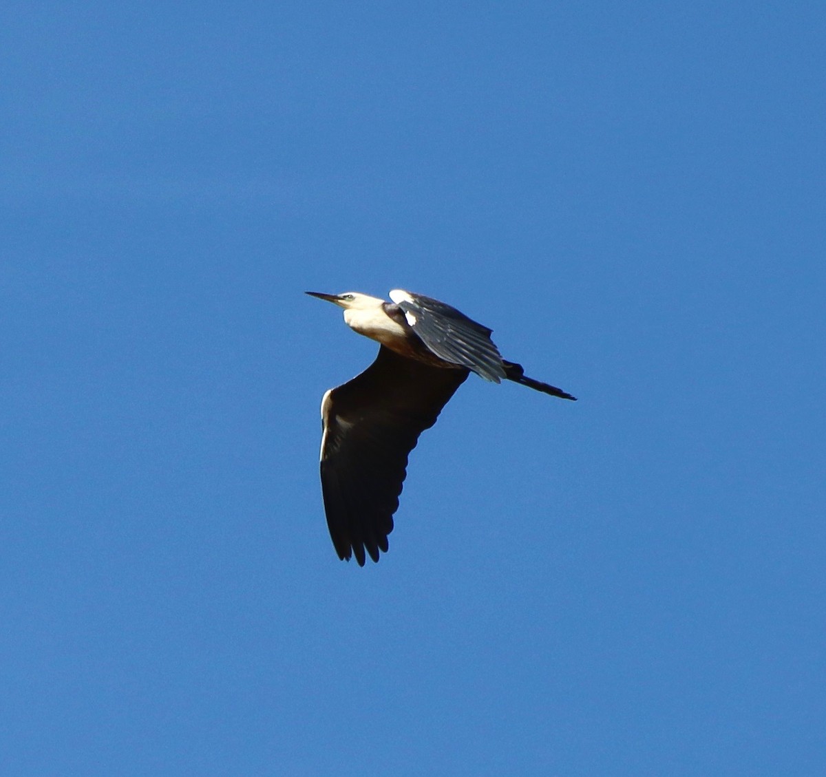 Pacific Heron - ML431381331