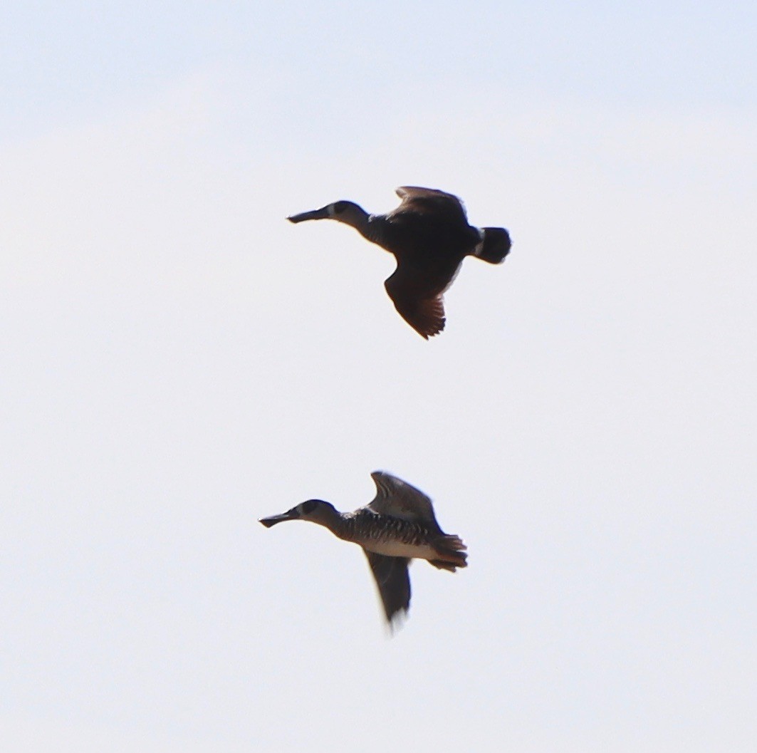 Pink-eared Duck - ML431381401